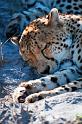 20090618_101940 D300 (1) X1